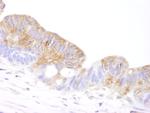 Coronin 2 Antibody in Immunohistochemistry (Paraffin) (IHC (P))