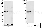 Coronin 2 Antibody in Western Blot (WB)