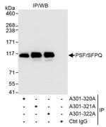 PSF/SFPQ Antibody in Immunoprecipitation (IP)