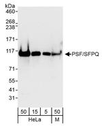 PSF/SFPQ Antibody in Western Blot (WB)