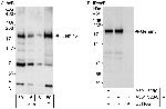 Gemin5 Antibody in Western Blot (WB)