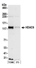 HDAC6 Antibody in Western Blot (WB)