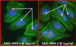 Pericentrin/Kendrin Antibody in Immunocytochemistry (ICC/IF)