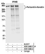 Pericentrin/Kendrin Antibody in Immunoprecipitation (IP)