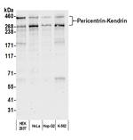 Pericentrin/Kendrin Antibody in Western Blot (WB)