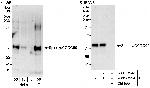 SPINDLY/CCDC99 Antibody in Western Blot (WB)