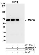 CPSF68 Antibody in Immunoprecipitation (IP)