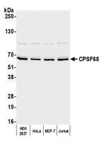 CPSF68 Antibody in Western Blot (WB)