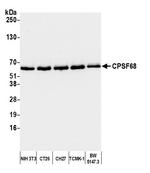 CPSF68 Antibody in Western Blot (WB)