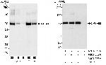 CPSF68 Antibody in Western Blot (WB)