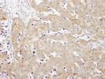 CAD Antibody in Immunohistochemistry (Paraffin) (IHC (P))