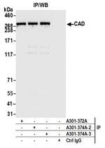 CAD Antibody in Immunoprecipitation (IP)