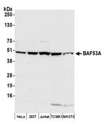 BAF53A Antibody in Western Blot (WB)