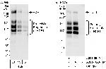 HCF1 Antibody in Western Blot (WB)