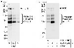 HCF1 Antibody in Western Blot (WB)