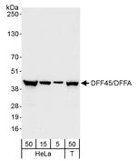 DFF45/DFFA Antibody in Western Blot (WB)