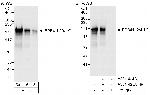 EPB41L2/4.1G Antibody in Western Blot (WB)