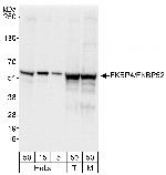 FKBP4/FKBP52 Antibody in Western Blot (WB)