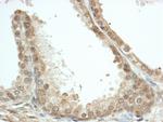 FKBP4/FKBP52 Antibody in Immunohistochemistry (Paraffin) (IHC (P))