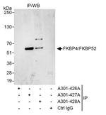 FKBP4/FKBP52 Antibody in Immunoprecipitation (IP)