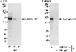 FOG1/ZFPM1 Antibody in Western Blot (WB)