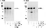 IRS2 Antibody in Immunoprecipitation (IP)