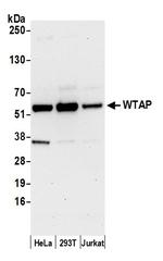 WTAP Antibody in Western Blot (WB)