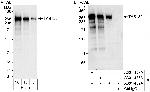 TAB182 Antibody in Western Blot (WB)