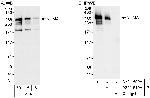 NUMA Antibody in Western Blot (WB)