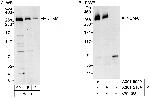 NUMA Antibody in Western Blot (WB)