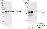 SART3/TIP110 Antibody in Western Blot (WB)