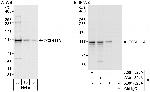 ZC3H11A Antibody in Western Blot (WB)