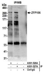 ZFP106 Antibody in Immunoprecipitation (IP)