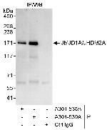 JMJD1A/JHDM2A Antibody in Immunoprecipitation (IP)