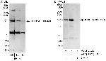 JMJD1A/JHDM2A Antibody in Western Blot (WB)