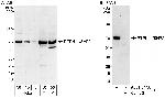 PTPN11/Shp2 Antibody in Western Blot (WB)