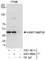 WDR77/MEP50 Antibody in Immunoprecipitation (IP)