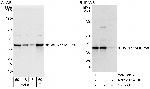 WDR77/MEP50 Antibody in Western Blot (WB)