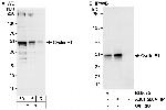 Cyclin E1 Antibody in Western Blot (WB)