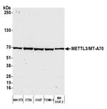 METTL3/MT-A70 Antibody in Western Blot (WB)