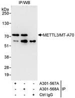 METTL3/MT-A70 Antibody in Immunoprecipitation (IP)