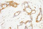 OSR1 Antibody in Immunohistochemistry (Paraffin) (IHC (P))