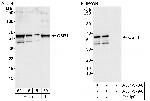 OSR1 Antibody in Western Blot (WB)