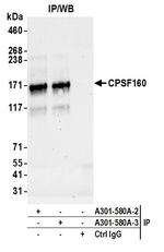 CPSF160 Antibody in Immunoprecipitation (IP)