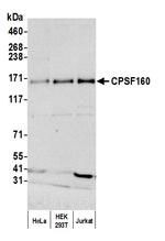 CPSF160 Antibody in Western Blot (WB)