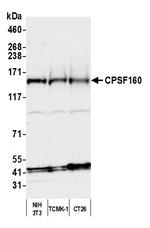 CPSF160 Antibody in Western Blot (WB)