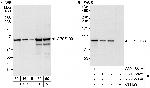 CPSF100 Antibody in Western Blot (WB)