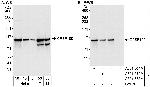 CPSF100 Antibody in Western Blot (WB)