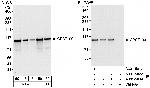 CPSF100 Antibody in Western Blot (WB)