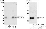 CPSF30 Antibody in Western Blot (WB)